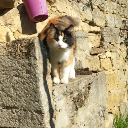 Laëtitia profile