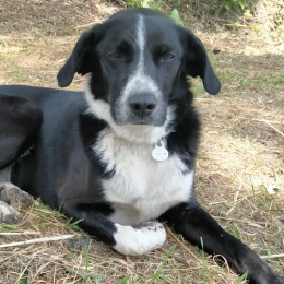 Médy profile