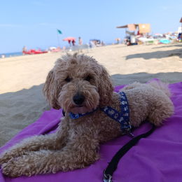 Wally profile