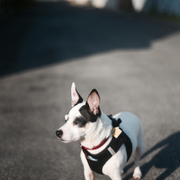 Watson profile