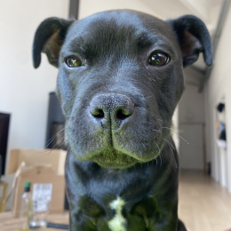 Ulysse profile