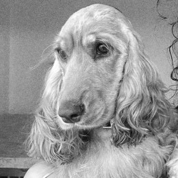 Pêche profile