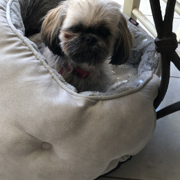 Doggo profile