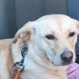Doggo profile