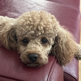 Siegfried profile