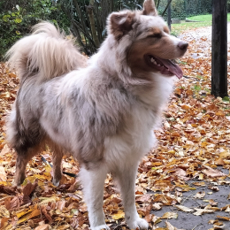 Ari profile