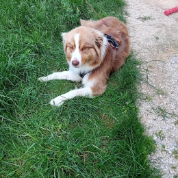 Ushka profile