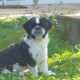 Happy profile