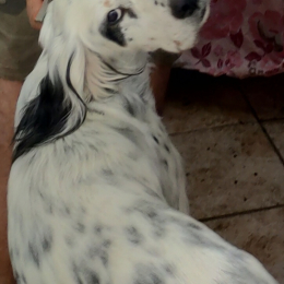 Largo profile