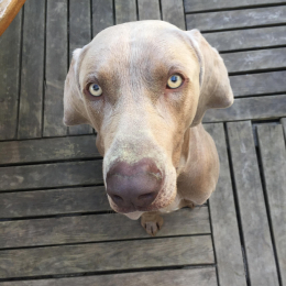 Modjo profile