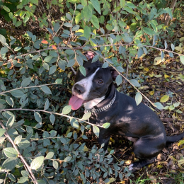 Tyson profile