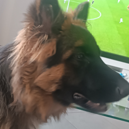 Erwin profile