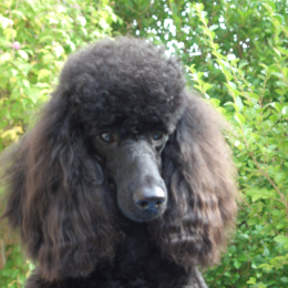 Martine profile