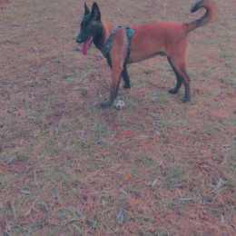 Sam profile