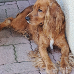 Olaf profile
