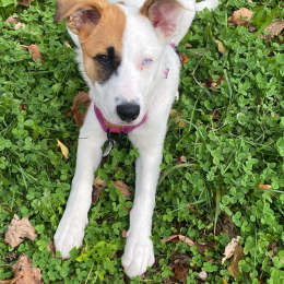 Mila profile