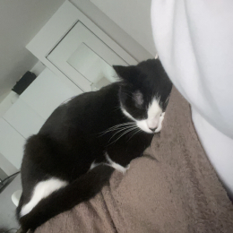 Tito profile