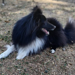 Panda profile