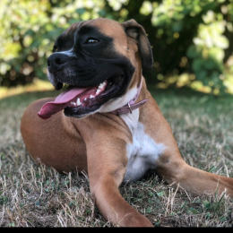 Nala profile