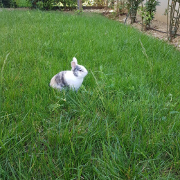 Delphine profile