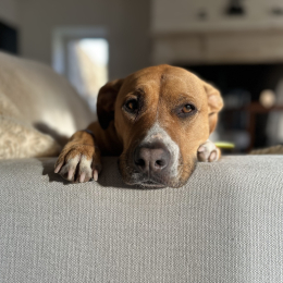 Scottie profile