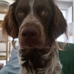 Vico profile