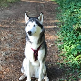 Laska profile
