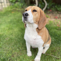 Pipa profile
