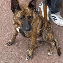 Djaïna profile