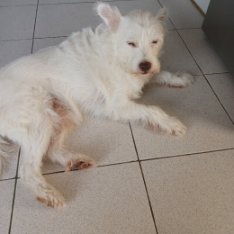 Boris profile
