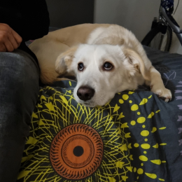 Doggo profile
