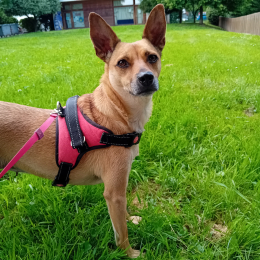 Kella profile