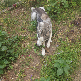 Kouba profile