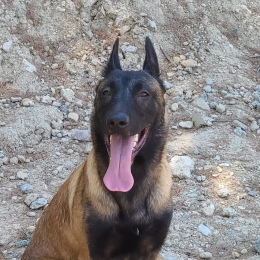 Saïko profile