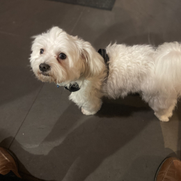 Charlie profile