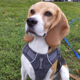 Sully profile