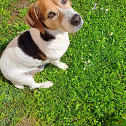 Marley profile
