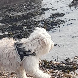 Doggo profile
