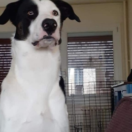 Gaston profile