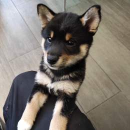 Yukie profile