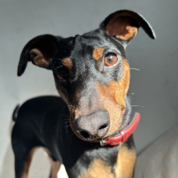 Gudja profile