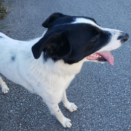 Malvain profile