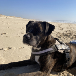 Fyrah et gun profile