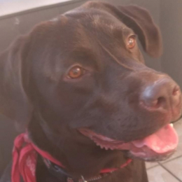 Milo profile