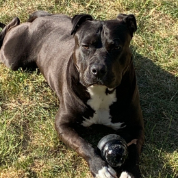 Paco profile