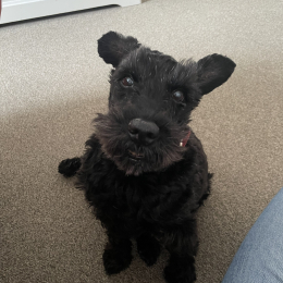 Doggo profile
