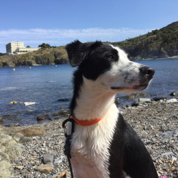 Boby profile