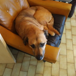 Diablesse profile