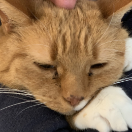 Pepette profile