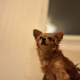 Snoopy profile